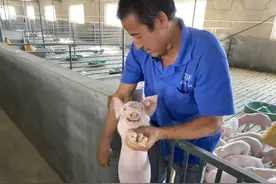母猪无乳怎么办？这三个原因养猪人你中招了没有？图片