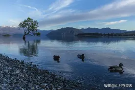 去新西兰瓦纳卡湖，欣赏世界上最孤独的树感受新西兰不一样的美景图片