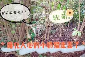 萌化人心的小奶猫走丢了，到处找妈妈，才这么小就要开始流浪图片