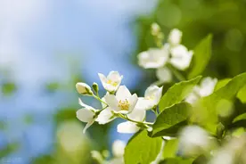 音乐名师示范《茉莉花》试讲~搬起小板凳来听课吧图片