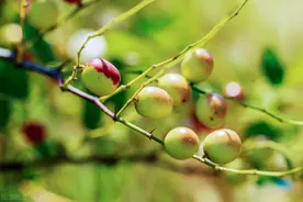 枣树夏季修剪，做好这些就能提高坐果率，保证果实的产量和品质图片