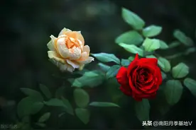 月季最怕的病虫害怎么解决？一套阵容清单来了图片