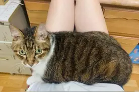 猫咪爱趴主人大腿，这天还特意用爪子盖章：你是我的图片
