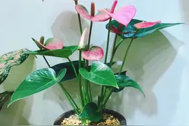 分不清红掌、粉掌和白掌？掌握这几点才能花开不断图片