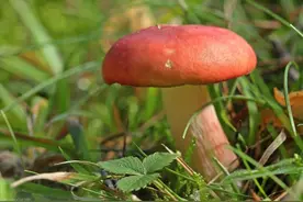 蘑菇一斤卖价几百元，很多地方山上就有，见到捡回家就是钱图片