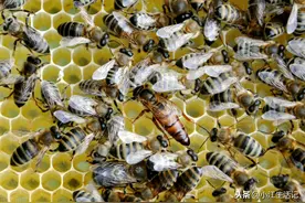 急造王到底好不好，养蜂人道出了实情，小规模养殖就得靠它图片