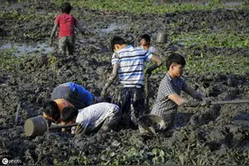 莲藕种植不难保鲜难，分享4种莲藕保鲜方法图片