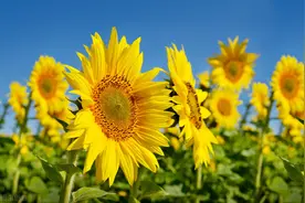 我们都是向阳花图片