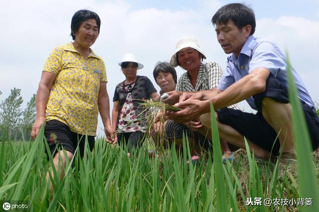 作物缺铁危害大！缺铁的原因、症状及铁肥的作用、使用方法要知道