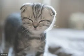 养猫攻略！猫咪必备健康好物，内行人大总结图片