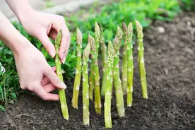 如何种植芦笋？种植技术分享，希望能够帮助你图片