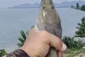 千岛湖“二十斤大鳖”爬上岸，被岸边钓鱼人捕获，是保护动物？图片