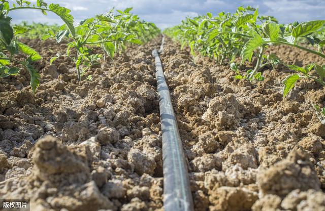 「对比收藏」腐植酸、氨基酸、海藻肥，哪个最好？