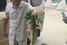 江团成保护鱼种后，价格暴涨十倍，消费者多是“成功男性”图片