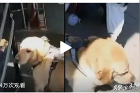 坐公交被赶下车，导盲犬哭了！主人：这样的事每天都在发生图片