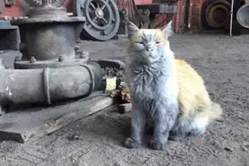 大叔捡到一只猫咪，在铁路上守候了自己11年！结局很萌很暖心图片