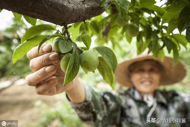 果树落花落果是啥原因造成的？如何保花保果才能使果园后期高产？