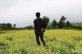 农村常见的4种野菜，竟有这么多功效，很多人不知道图片