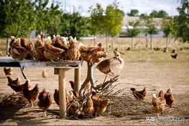 鸡～发出的疾病信号，你会识别吗？图片