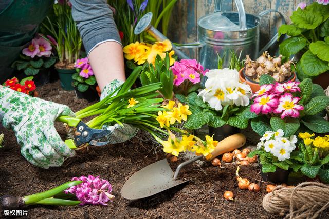 家里4种过期药片不要扔，养花用得上，防黄化、杀菌、生根全搞定
