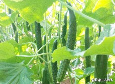 黄瓜喷醋的最佳时间，什么时候多久喷醋最好？掌握正确方法可高产