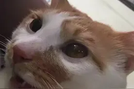 猫咪还没绝育？记得记录一下猫咪绝育那点事哦图片