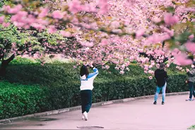 西安青龙寺景区开放，樱花已开，这3个拍照点可要收藏好哦图片