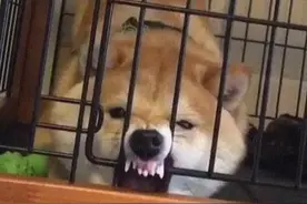 柴犬最大的4个缺点，网友们直呼不敢养图片