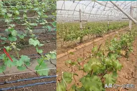 倒春寒来了，预防和止损，保护好葡萄图片