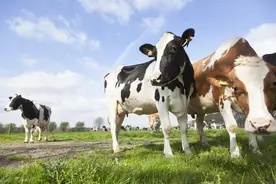 奶牛鞋面革生产工艺图片