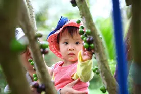 嘉宝果一棵结300斤，一斤能卖80多，为啥种植的村民却不多？图片