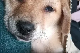 农村老话“狗不咬没见过面的自家人”，狗是如何分辨“自家人”？图片