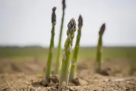 绿芦笋无公害高产栽培技术，田间管理要做好，提高农民经济效益图片