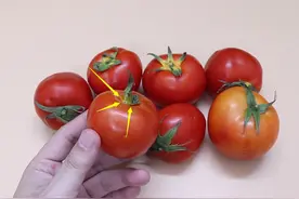 西红柿有没有催熟，一眼就能辨别出来，看看转达家人朋友知道图片