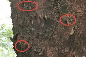 毛毛虫会掉落身上！桂林这条路绿化树上爬满了，经过请注意图片
