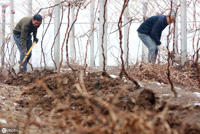 葡萄底肥什么时候施？怎么施？不做好这几点，难怪遭遇大小年