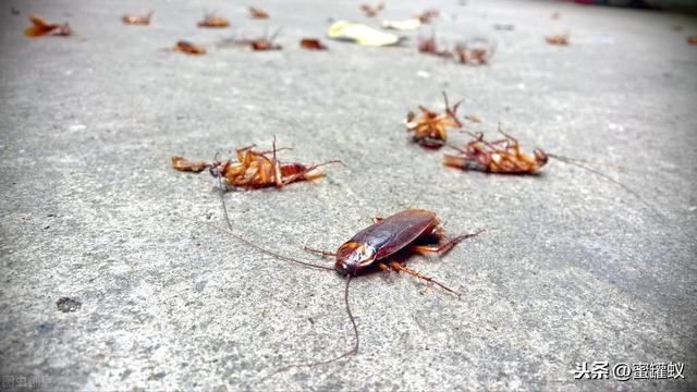 家里挺干净为啥还有蟑螂呢?偶尔见到一两只?