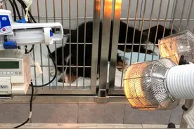 13岁老狗偷吃后丧命！宠物医生一看食物成分，都觉得心凉图片