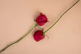 一束花的仪式感，永远不会过时图片