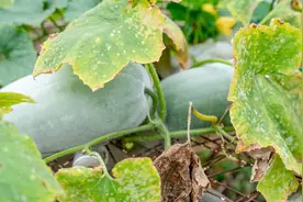 冬瓜为什么不长新根？严重影响结瓜，如何防治？图片