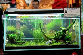 鱼缸到底该不该使用硝化细菌，为什么这个问题的争议经久不衰？图片