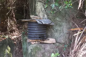 中蜂养殖技术图片