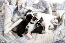 母猫怀孕了不知道如何照顾？快收下这份指南图片