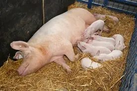母猪排尿困难的形成及症状？应该如何对症治疗？图片