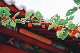 论“四平警事”抖音号的传播力图片