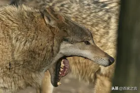 西北地区真实往事：人狼之战「民间故事」图片