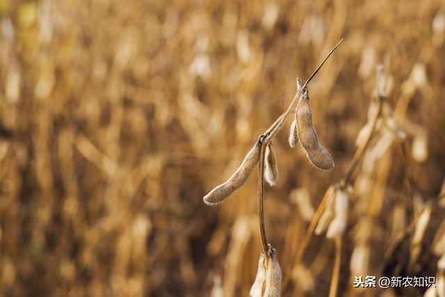 大豆种植及病虫害防治技术，来学学化学防治的方法