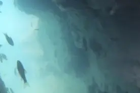 保护动物？湖北一岩洞发现“无鳞怪鲤鱼”，老乡：一看就很好吃图片