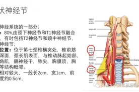 精品课件丨星状神经节阻滞图片