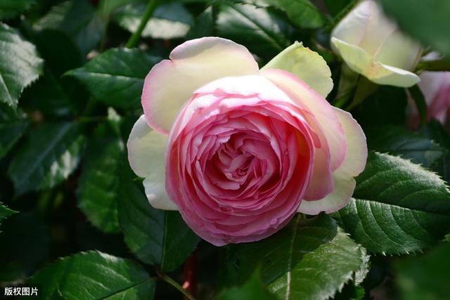 处理这4个疑,"粉"您没商量